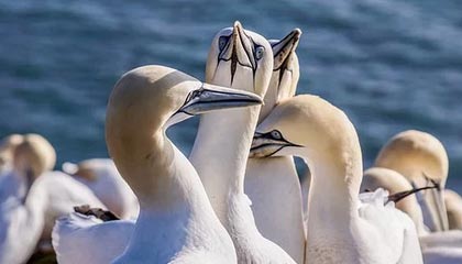 爱游戏体育-勇士连胜不止库里火力全开，nba勇士连胜纪录是多少