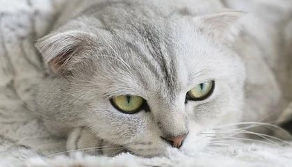 爱游戏体育-勇士连胜不止库里火力全开，nba勇士连胜纪录是多少