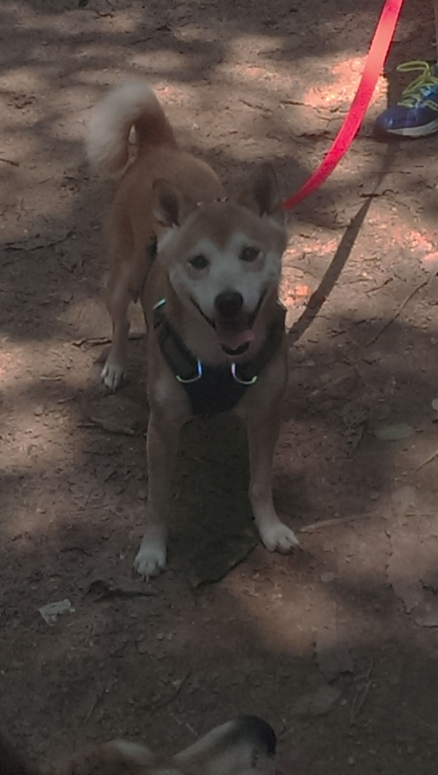 体育产业国际合作项目,体育产业国际合作项目有哪些