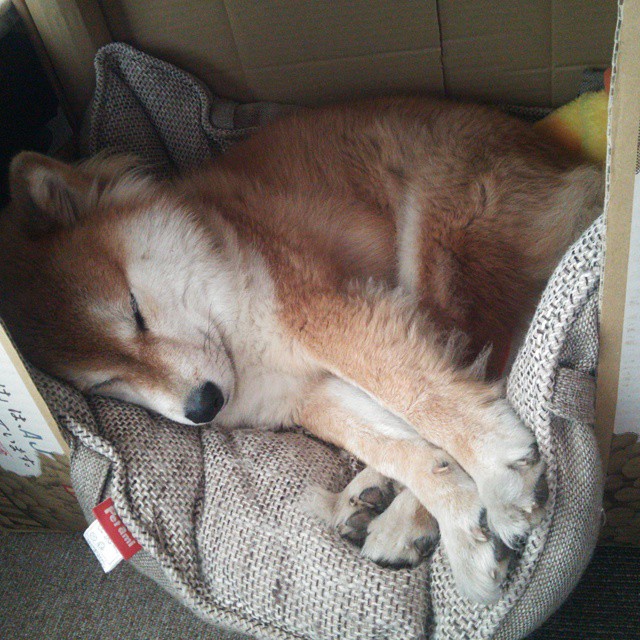 意甲裁判语义对话模板提升新裁判团队协同质量，跟裁判示意