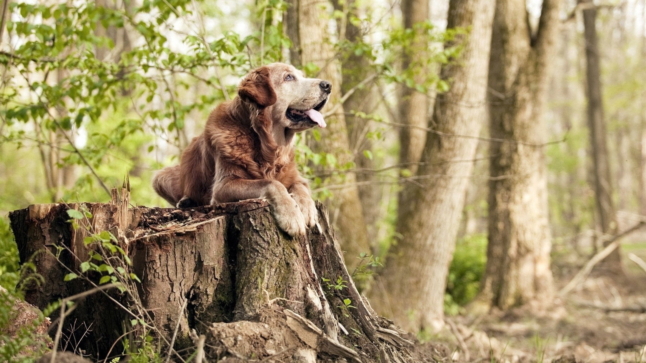 英超球队基于球员跑动热区调整攻守转换策略研究，英超传控球队