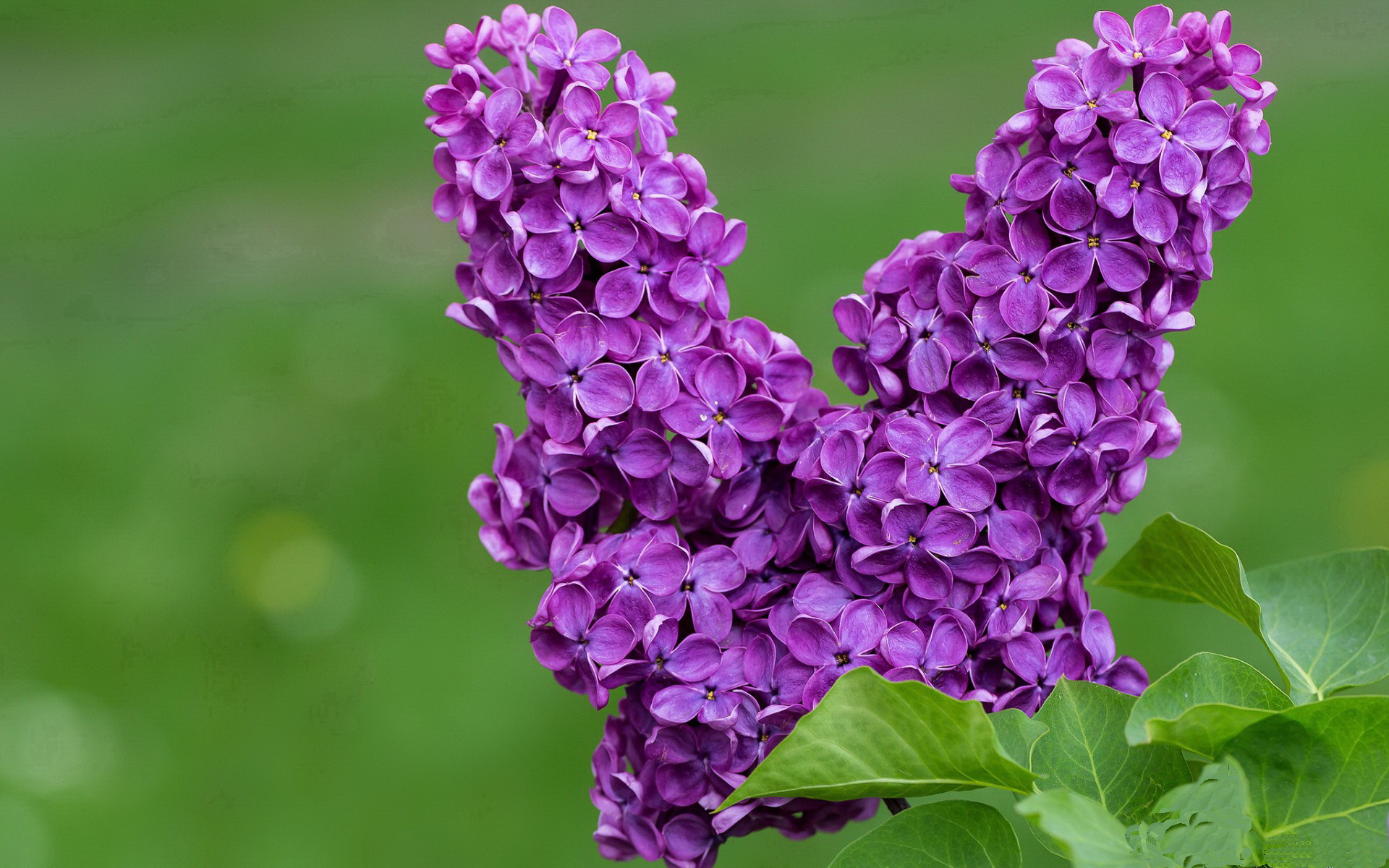 爱游戏体育-200蝶前50米爆发力分析，200米蝶泳世界纪录是多少