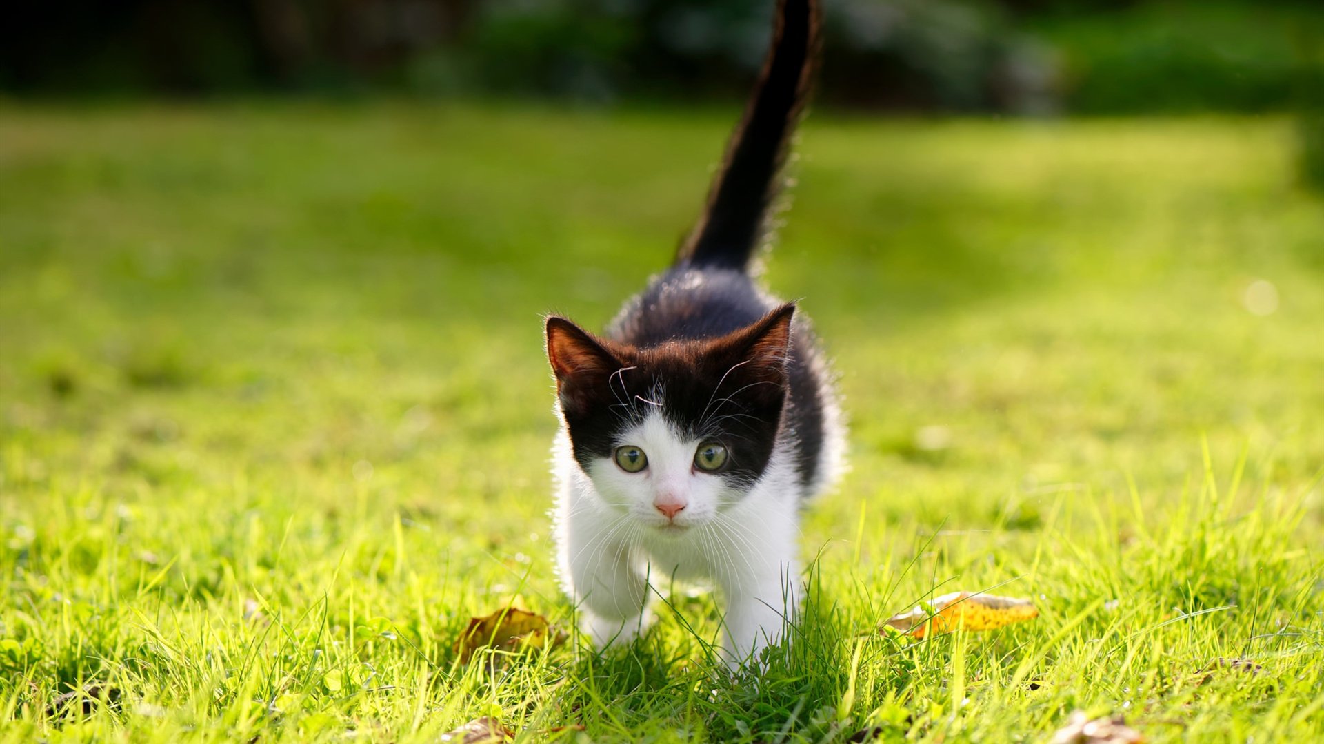 “阿仙奴与热刺，香港赛场谁能掌控节奏？”